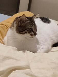 Müşteri yorumu görseli