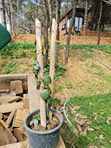 Müşteri yorumu görseli