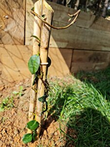 Müşteri yorumu görseli