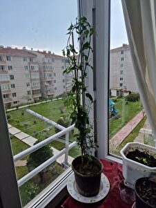 Müşteri yorumu görseli