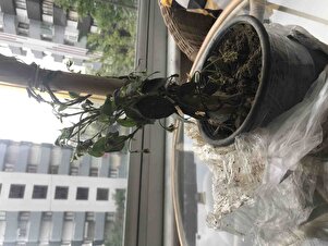 Müşteri yorumu görseli