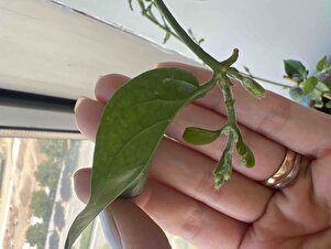 Müşteri yorumu görseli