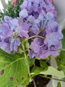 Müşteri yorumu görseli