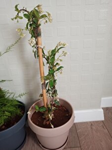 Müşteri yorumu görseli