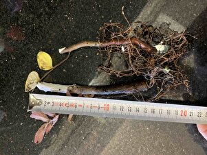 Müşteri yorumu görseli