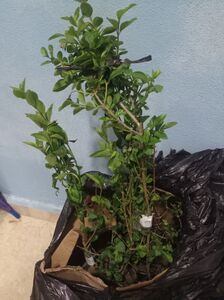 Müşteri yorumu görseli