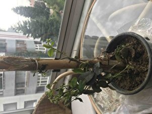 Müşteri yorumu görseli