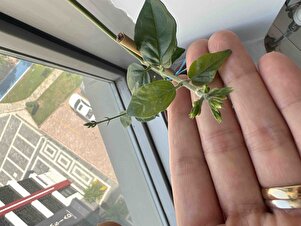 Müşteri yorumu görseli