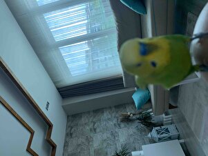 Müşteri yorumu görseli