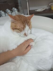 Müşteri yorumu görseli