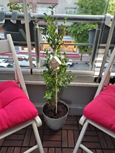 Müşteri yorumu görseli