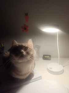 Müşteri yorumu görseli