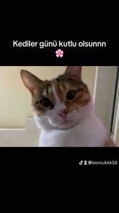 صورة المراجعة