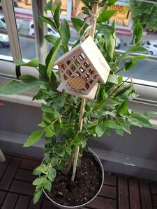 Müşteri yorumu görseli