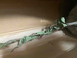 Müşteri yorumu görseli