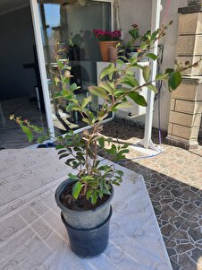 Müşteri yorumu görseli