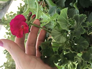 Müşteri yorumu görseli