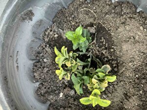 Müşteri yorumu görseli