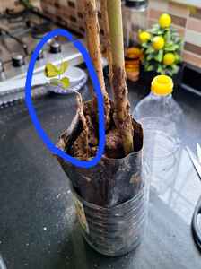 Müşteri yorumu görseli