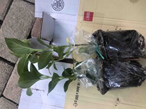 Müşteri yorumu görseli