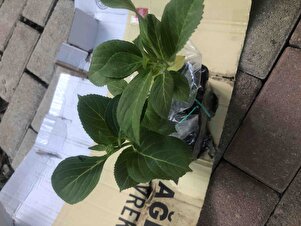 Müşteri yorumu görseli