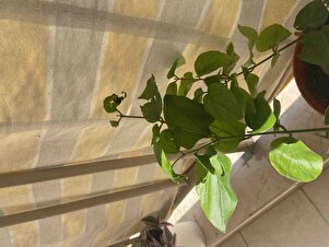 Müşteri yorumu görseli