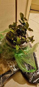 Müşteri yorumu görseli