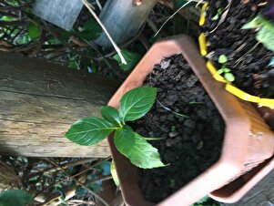 Müşteri yorumu görseli