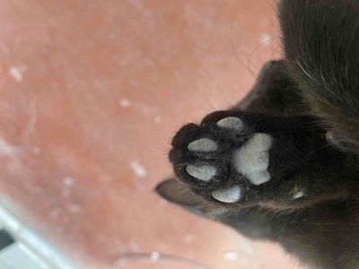 Müşteri yorumu görseli