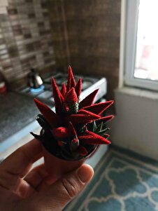 Müşteri yorumu görseli