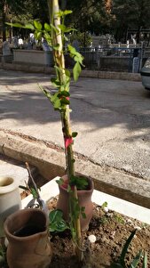 Müşteri yorumu görseli