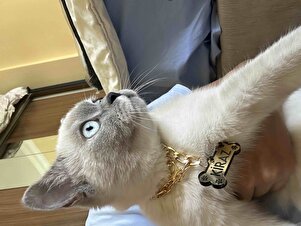 Müşteri yorumu görseli