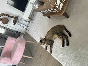 Müşteri yorumu görseli