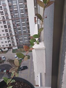 Müşteri yorumu görseli