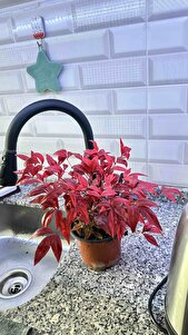 Müşteri yorumu görseli