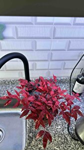 Müşteri yorumu görseli