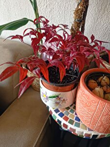 Müşteri yorumu görseli