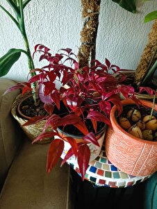 Müşteri yorumu görseli