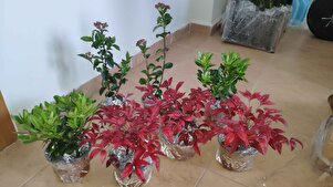 Müşteri yorumu görseli