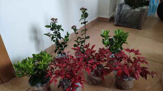 Müşteri yorumu görseli