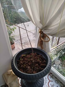 Müşteri yorumu görseli