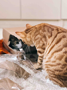 Müşteri yorumu görseli