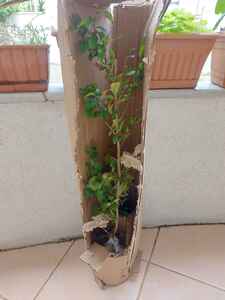 Müşteri yorumu görseli