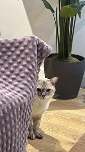 Müşteri yorumu görseli