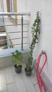 Müşteri yorumu görseli