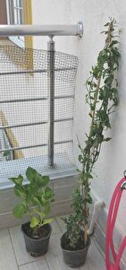 Müşteri yorumu görseli