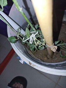 Müşteri yorumu görseli