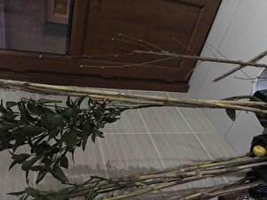 Müşteri yorumu görseli