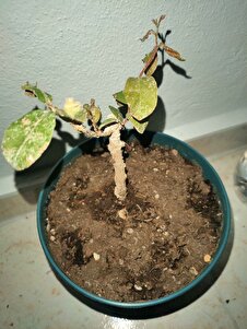 Müşteri yorumu görseli