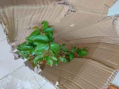 Müşteri yorumu görseli